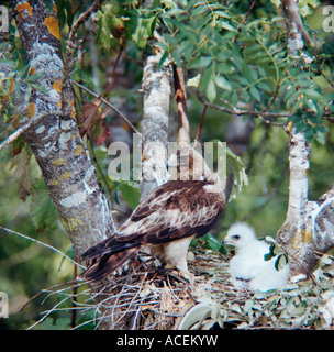 Booted Eagle Hieraaetus Pennatus Eagle Nest mit Küken Stockfoto