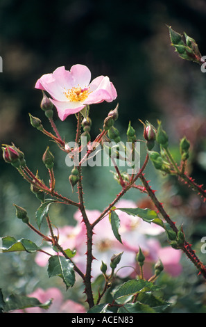 Rose "rosige Kissen" Stockfoto