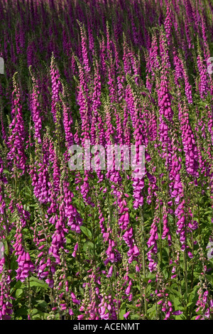 Wilde lila Fingerhut Blumenfeld in Wales Stockfoto