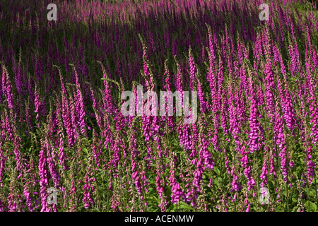 Wilde lila Fingerhut Blumenfeld in Wales Stockfoto