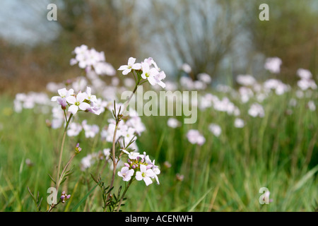 Der Kuckuck Blume oder Ladys Kittel lateinischen Namen Cardamine Pratensis ist häufig in den Feuchtwiesen der Somerset Levels Stockfoto