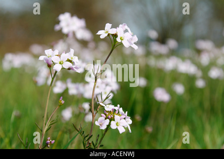 Der Kuckuck Blume oder Ladys Kittel lateinischen Namen Cardamine Pratensis ist häufig in den Feuchtwiesen der Somerset Levels Stockfoto