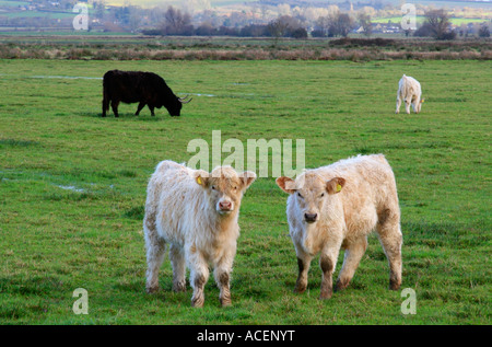 Highland Kälber auf die Somerset Niveaus in der Nähe von Muchelney Stockfoto