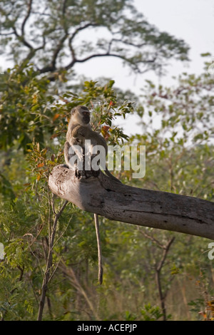 Mutter mit Baby Vervet Affen im Baum, Krüger Nationalpark, Südafrika Stockfoto