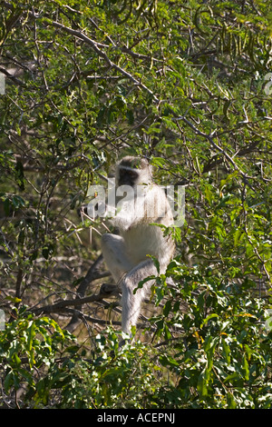 Vervet oder Green Monkey Fütterung im Krüger Nationalpark, Südafrika Stockfoto