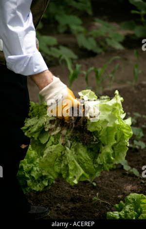 Salaternte in Bunyan, Türkei Stockfoto