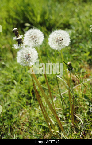 Gruppe von Löwenzahn Uhren"" Blumen Stockfoto