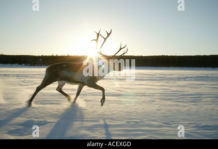 Rentier (Rangifer Tarandus) läuft auf zugefrorenen Fluss Finnland Stockfoto