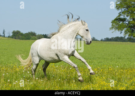 Andalusier Stockfoto