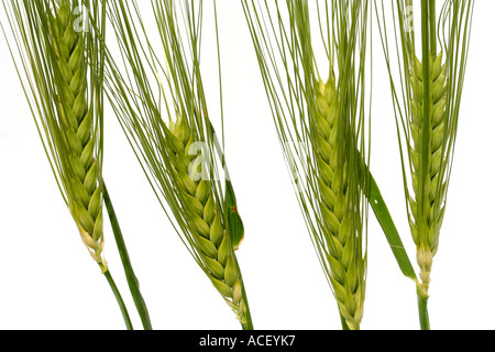 Gerste Hordeum vulgare Stockfoto