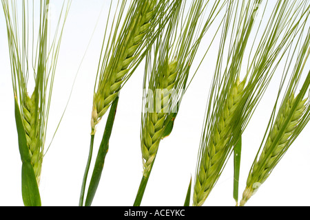 Gerste Hordeum vulgare Stockfoto