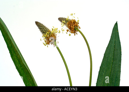 Wiesensalbei Plantago lanceolata Stockfoto