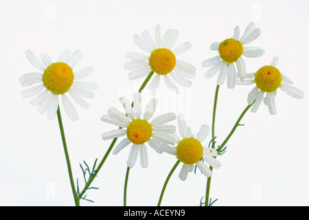 Kamille Matricaria chamomilla Stockfoto