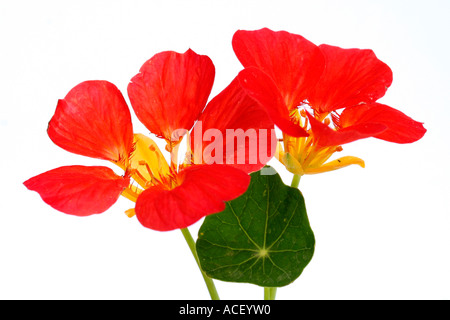 Kapuzinerkresse Tropaeolum majus Stockfoto