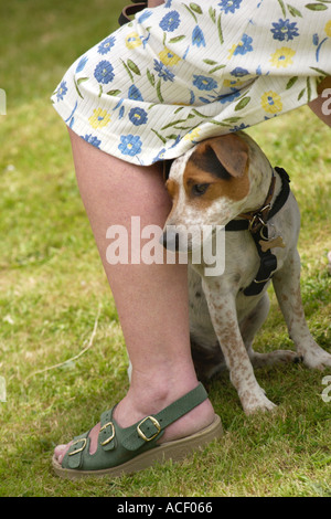 Jack Russell Terrier bergende unter seinem Besitzer Kleid im Cwmdu Land zeigen Powys South Wales UK Stockfoto