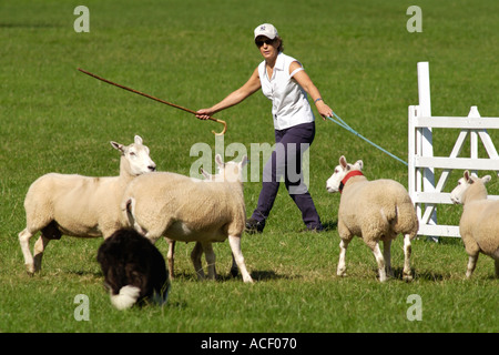 Schäferin, die im Wettbewerb mit der Welsh jährliche Sheepdog Trials Wales UK Stockfoto