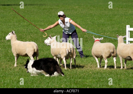 Schäferin, die im Wettbewerb mit der Welsh jährliche Sheepdog Trials Wales UK Stockfoto