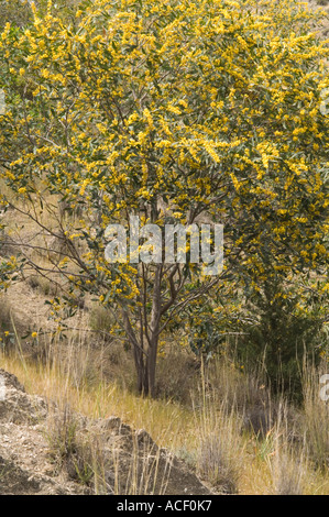 Gold-Akazie (Acacia Pycnantha) Baum Blume neben dem Weg, das römische Theater, Mai, Soli, Nord-Zypern, Europa Stockfoto
