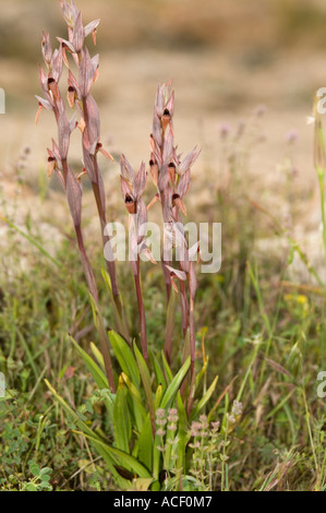 Die langen Lippen Orchidee Serapias (Serapias Vomeracea) Blume Wild, Vouni Schlosspark, Nord-Zypern, Mittelmeer, Europa Stockfoto