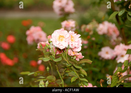 Clair Matin Rose Stockfoto