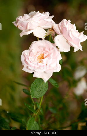 Clair Matin Rose Stockfoto