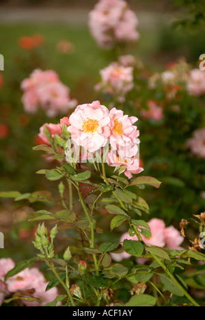 Clair Matin Rose Stockfoto