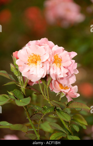 Clair Matin Rose Stockfoto