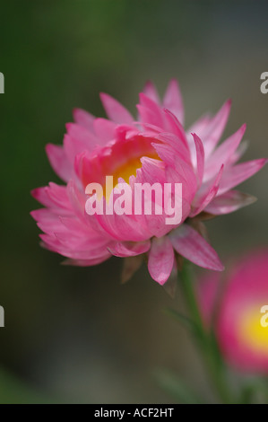 Helichrysum Bracteatum Monstrosum Serie Stockfoto