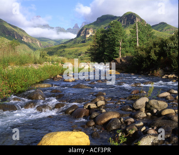 Drakensberg Gebirgsbach im Bereich Cathedral Peak Ukahlamba Drakensberg Park, Kwazulu-Natal; Südafrika Stockfoto