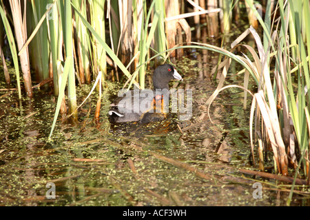 Amerikanisches Blässhuhn mit Küken in einem Saskatchewan am Straßenrand Teich Stockfoto