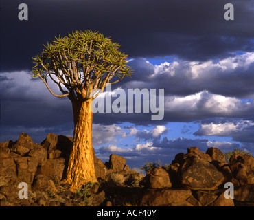 Kokerboom oder Köcher Baum (Aloe Dichotoma) zwischen Felsen vor einem dramatischen, stürmischen Himmel Keetmanshoop; Namibia Stockfoto