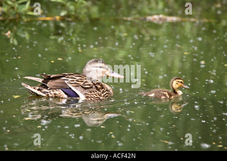 Blue-winged Teal Henne und Entlein im Crescent Park Stockfoto