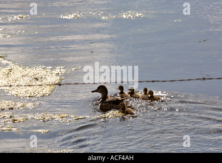 Blue-winged Teal Henne und Küken in Saskatchewan Teich Stockfoto