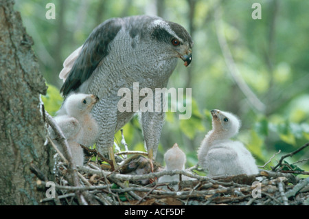 Eine nördliche Habicht Accipter Gentilis brachte einen Kill zu seinem Nest zu seinen drei fuzzy Küken füttern Stockfoto