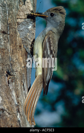 Eine große Crested Flycatcher Myiarchus Crinitus klammert sich an der Seite eines Baumstammes halten Sie eine Libelle im Schnabel Stockfoto