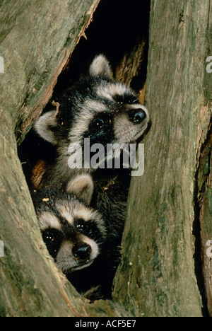 Zwei Waschbär jungen Procyon Lotor Peer neugierig aus eine Lücke in den Stamm eines Baumes Stockfoto