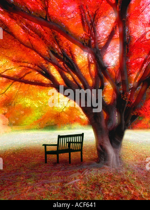 Eine Parkbank unter einem knorrigen Baum hatte die Farben seines Herbst Laub Computers verbessert Stockfoto