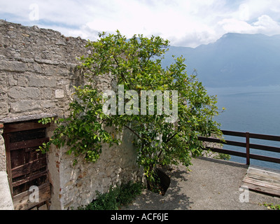 Zitronenbaum wächst gegen ein altes Haus in Limone hoch über den Garda See-Italien Stockfoto