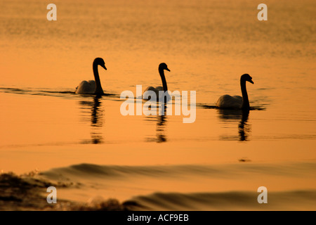 Three swans swimming in line Stanpit Marsh Christchurch Dorset England UK Stockfoto
