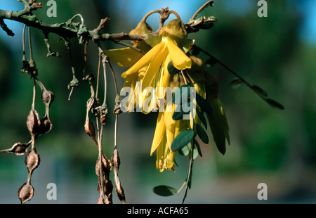 Kowhai Baum Blüte im Frühjahr Neuseeland Stockfoto