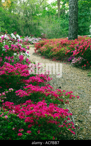 Azalee blüht und Pfad auf St. Simons Island Georgia Stockfoto