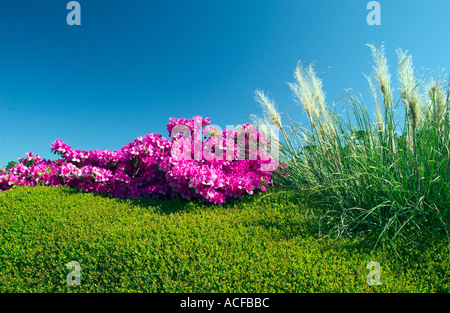 Azalee blüht in der Nähe von Jekyll Island Golf Course, Georgia, USA Stockfoto