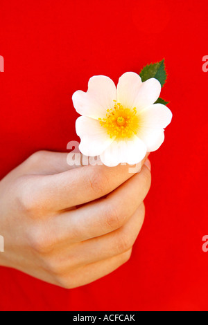 Hundsrose (Rosa Canina) Stockfoto