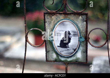 Eine alte Ferrotypie auf dem Grab eines schwarzen Hundes in Paris Cimetière des Chiens Stockfoto