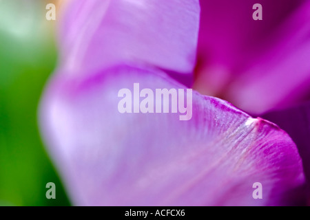 Nahaufnahme Bild einer schönen rosa Tulpe Stockfoto