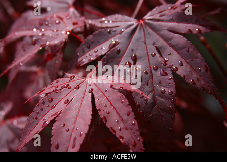 Regentropfen auf dunklen Rot-Ahorn-Blätter nach Regen Stockfoto