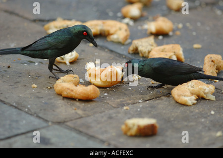 Philippine glänzend Stare Essen Paniermehl in einer Straße von Kuala Lumpur, Malaysia. Stockfoto