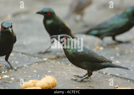 Philippine glänzend Stare Essen Paniermehl in einer Straße von Kuala Lumpur, Malaysia. Stockfoto