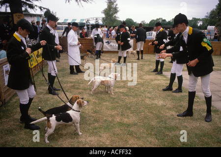 Beagle Hündchen Show. Welpen mit Jägern werden als South of England County Show bewertet. Ardingly, Haywards Heath 2000er Jahre, ca. 2005 HOMER SYKES Stockfoto