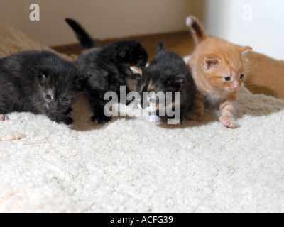 Drei Wochen alten vier Kätzchen Stockfoto